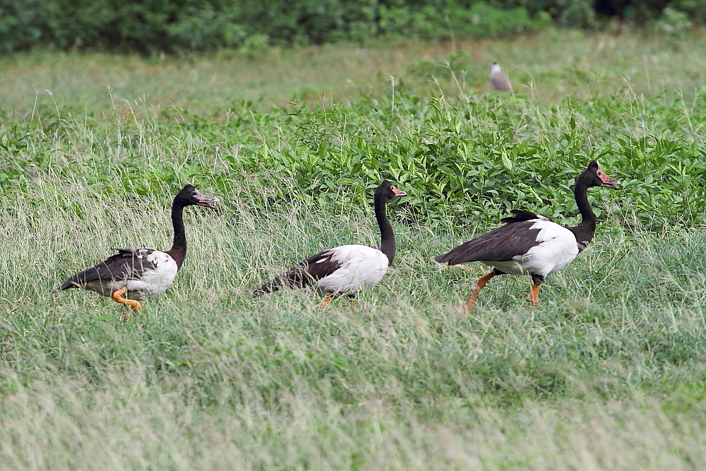 Magpie Goose